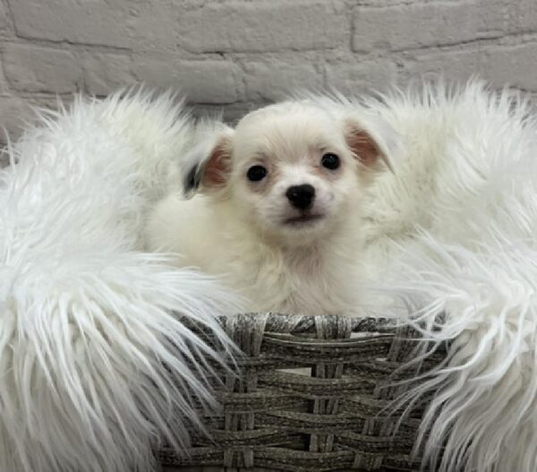 Chihuahua-DOG-Male-Black & White-8502-Petland Monroeville, PA