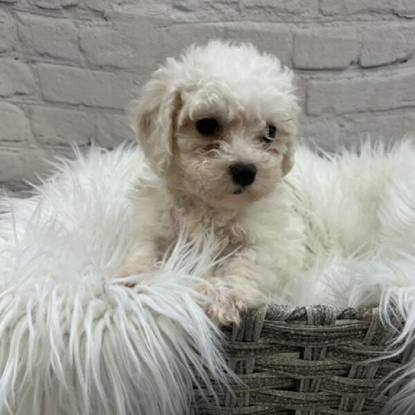 Bichon- Poo-DOG-Female-White-8501-Petland Monroeville, PA