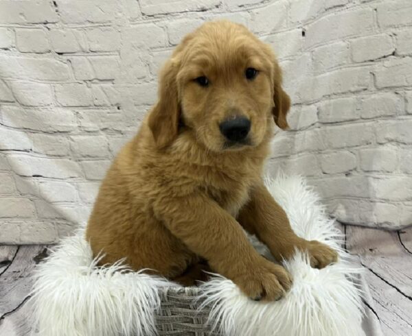 Golden Retriever-DOG-Male-Golden-8500-Petland Monroeville, PA