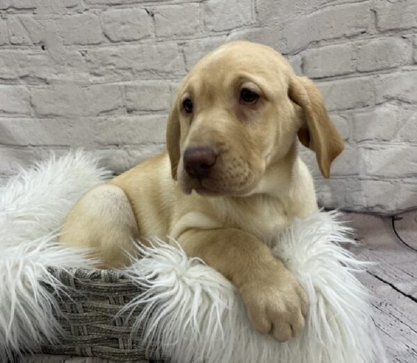 Labrador Retriever-DOG-Female-Yellow-8499-Petland Monroeville, PA