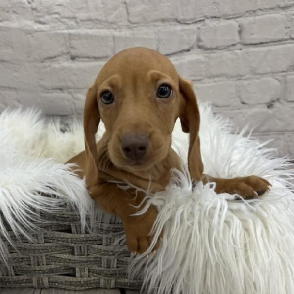 Dachshund-DOG-Male-Red-8498-Petland Monroeville, PA