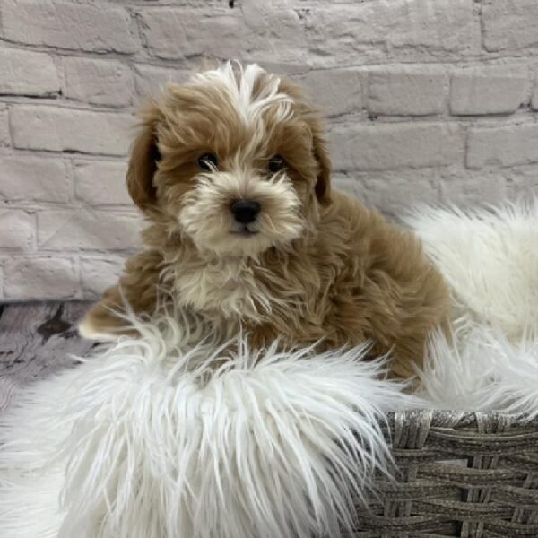 ShizaPoo-DOG-Female-Apricot-8497-Petland Monroeville, PA