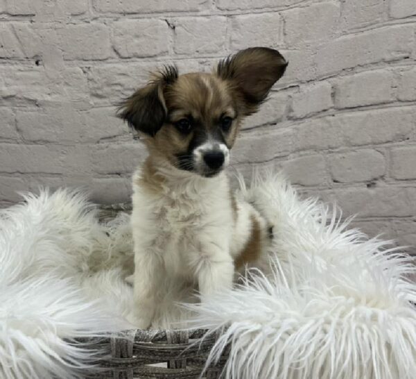 Papillon-DOG-Male-White and Sable-8487-Petland Monroeville, PA
