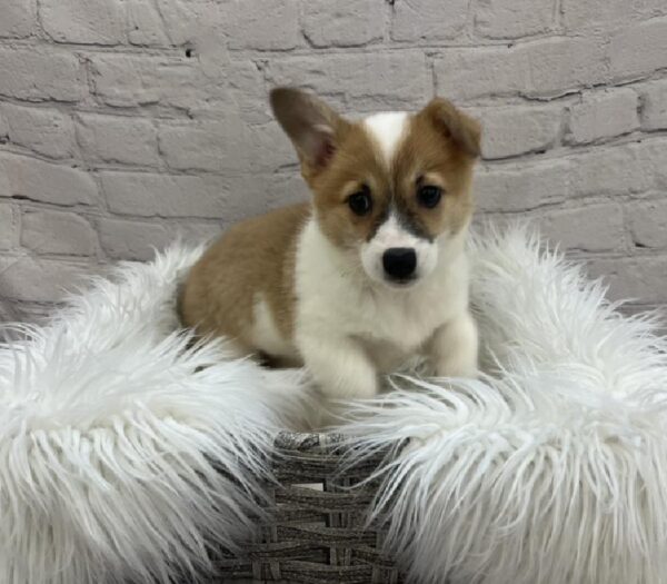 Pembroke Welsh Corgi-DOG-Female-Sable-8486-Petland Monroeville, PA