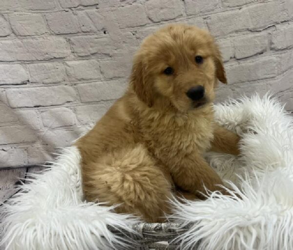 Golden Retriever-DOG-Female-Golden-8485-Petland Monroeville, PA