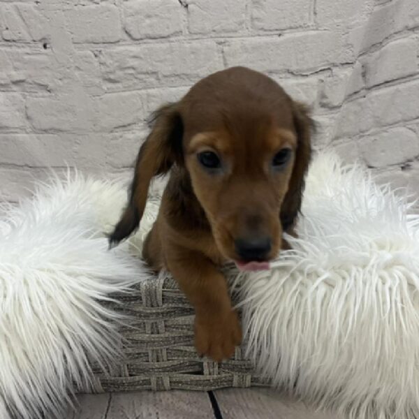 Dachshund-DOG-Male-Red-8484-Petland Monroeville, PA
