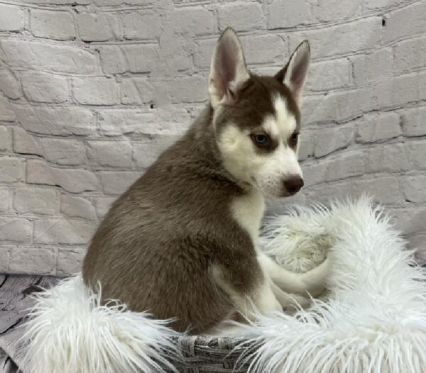 Siberian Husky-DOG-Female-Red and White-8483-Petland Monroeville, PA