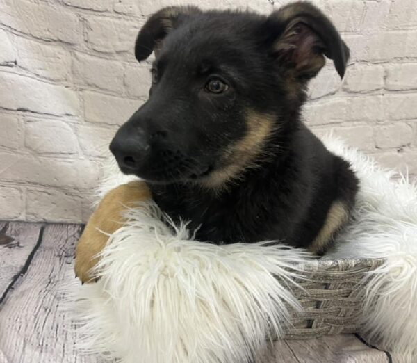 German Shepherd-DOG-Male-Black and Tan-8481-Petland Monroeville, PA