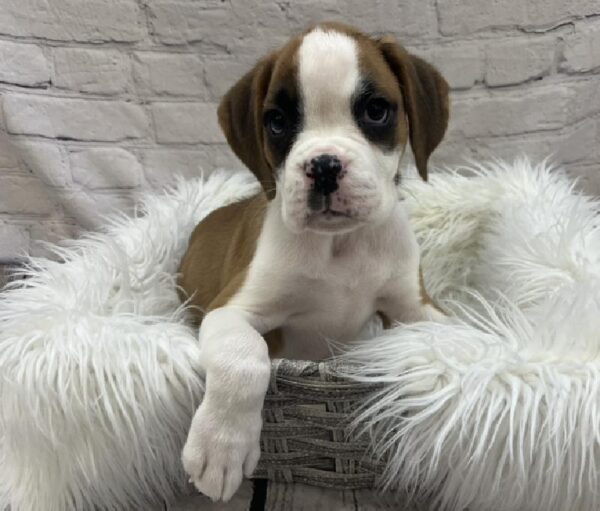 Boxer-DOG-Female-Fawn-8480-Petland Monroeville, PA