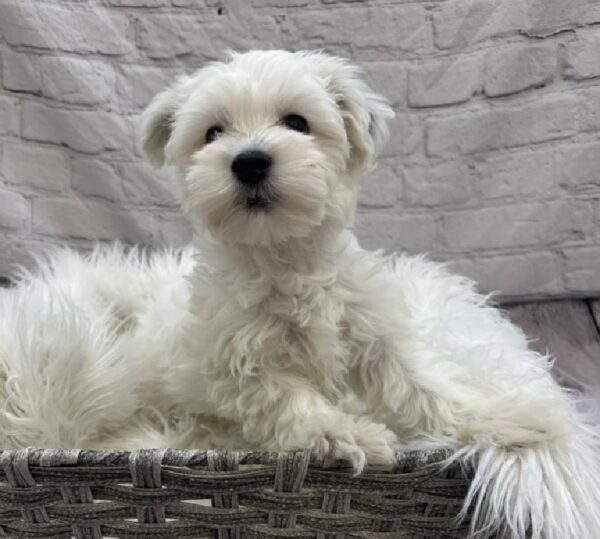 Yorkie-Poo-DOG-Male-White-8547-Petland Monroeville, PA