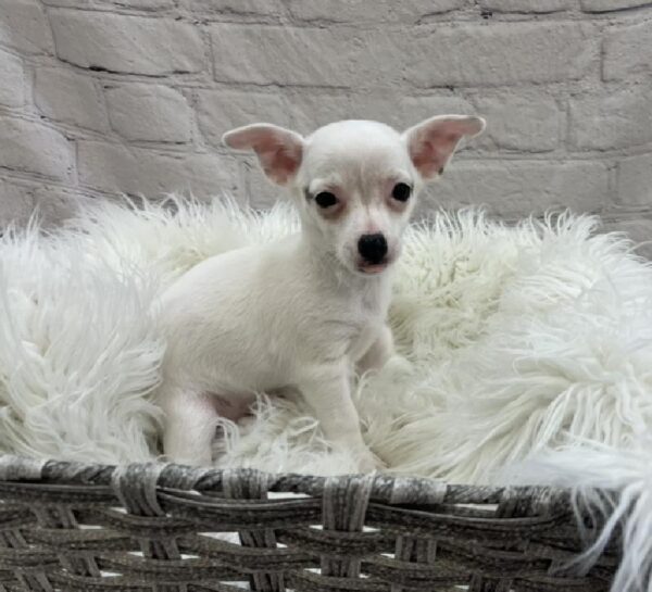 Chihuahua-DOG-Female-White-8546-Petland Monroeville, PA