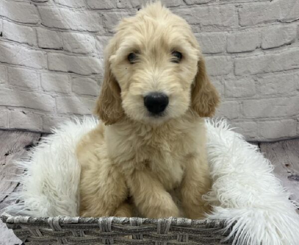 Goldendoodle-DOG-Male-Light Golden-8545-Petland Monroeville, PA