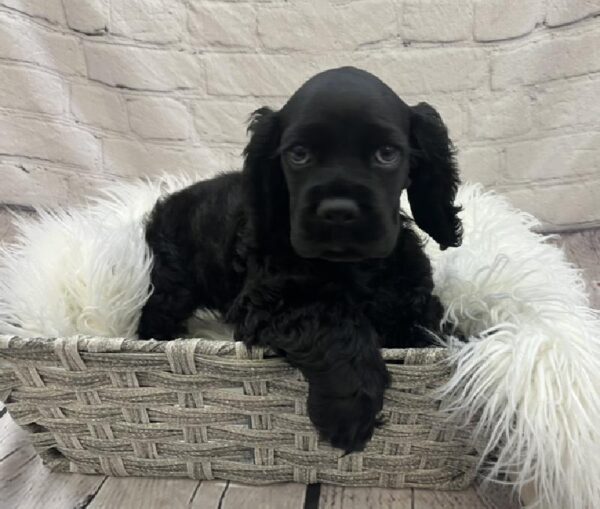 Cocker Spaniel-DOG-Male-Black-8544-Petland Monroeville, PA