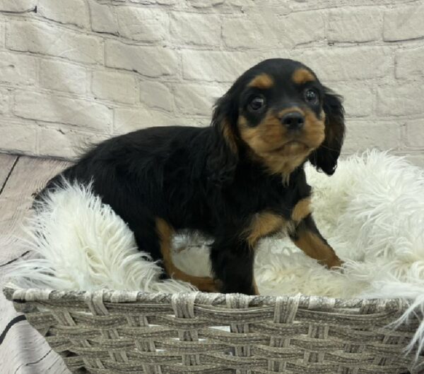 Cavalier King Charles Spaniel-DOG-Female-Black / Tan-8542-Petland Monroeville, PA