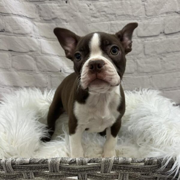 Boston Terrier-DOG-Female-Seal and White-8540-Petland Monroeville, PA