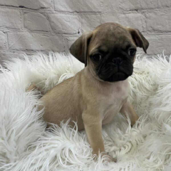 Pug-DOG-Male-Fawn-8539-Petland Monroeville, PA