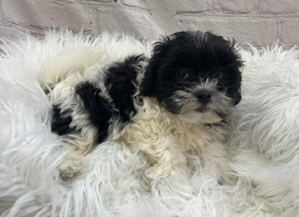 Teddy Bear-DOG-Female-Black and White-8538-Petland Monroeville, PA