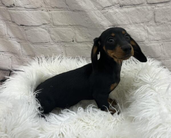Dachshund-DOG-Female-Black and Tan-8537-Petland Monroeville, PA