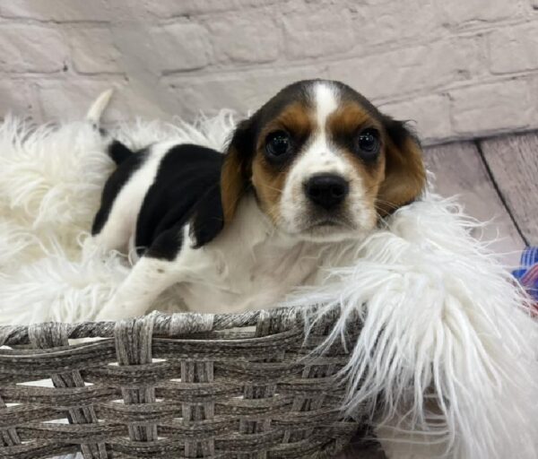 Beaglier-DOG-Female-Black Brown and White-8536-Petland Monroeville, PA