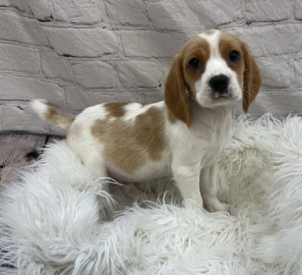 Beaglier-DOG-Male-Lemon and White-8535-Petland Monroeville, PA