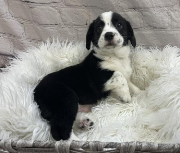 Cocker-Corgi-DOG-Male-Black and White-8534-Petland Monroeville, PA