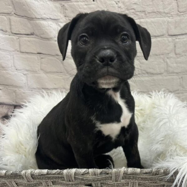 Valley Bulldog-DOG-Female-Brindle-8533-Petland Monroeville, PA