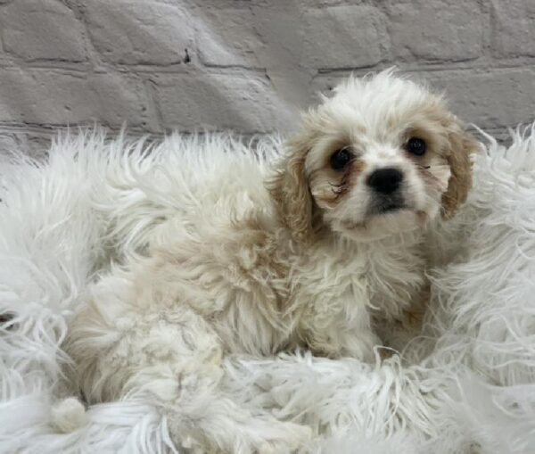 Cavachon-DOG-Male-White and Apricot-8532-Petland Monroeville, PA