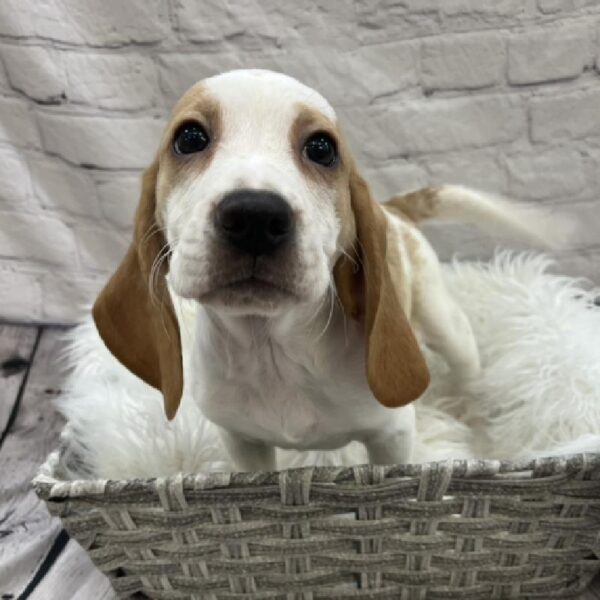 Beagle-DOG-Male-Red and White-8531-Petland Monroeville, PA