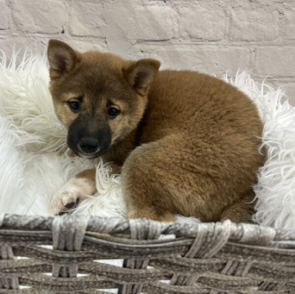 Shiba Inu-DOG-Female-Red Sesame-8529-Petland Monroeville, PA