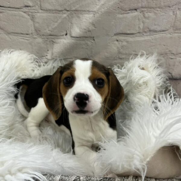 Beagle-DOG-Female-Black Fawn and White-8559-Petland Monroeville, PA