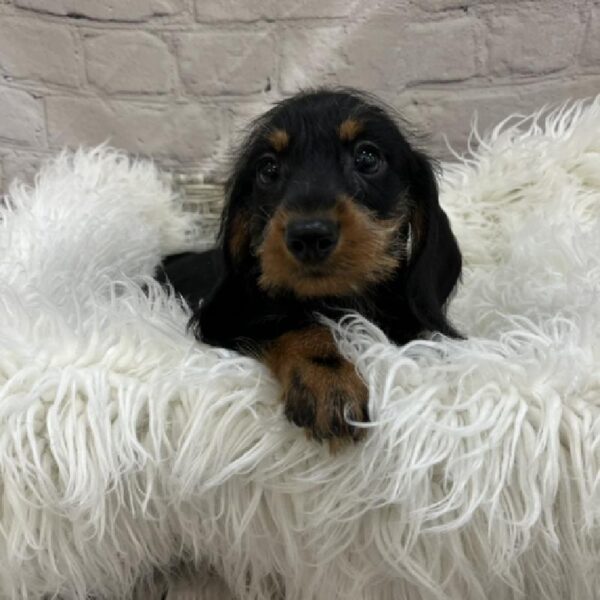 Dachshund-DOG-Male-Black and Tan-8567-Petland Monroeville, PA