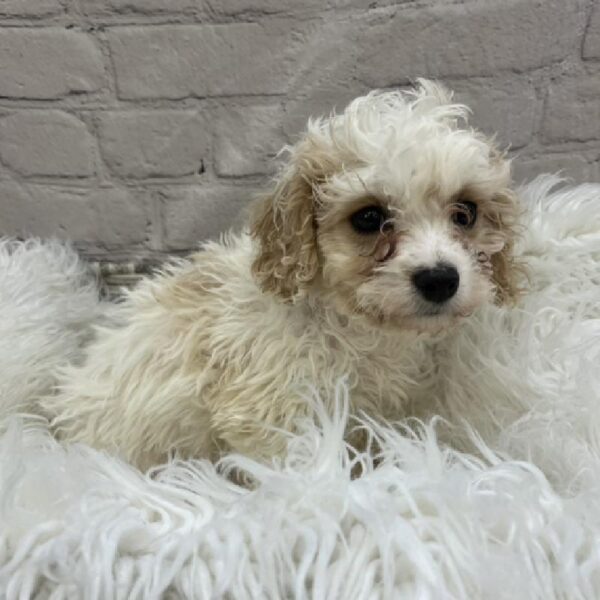 Cavachon-DOG-Male-White and Apricot-8565-Petland Monroeville, PA