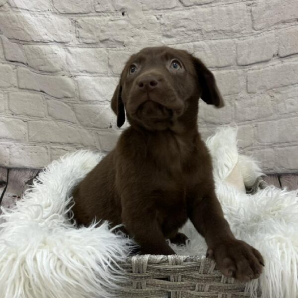 Labrador Retriever-DOG-Male-Chocolate-8564-Petland Monroeville, PA
