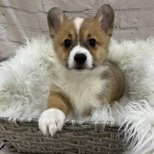 Pembroke Welsh Corgi-DOG-Male-Sable-8562-Petland Monroeville, PA