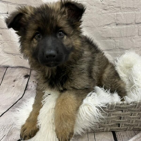German Shepherd-DOG-Female-Sable-8563-Petland Monroeville, PA