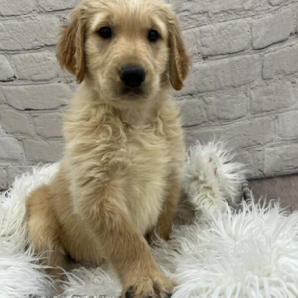 Golden Retriever-DOG-Male-Golden-8561-Petland Monroeville, PA