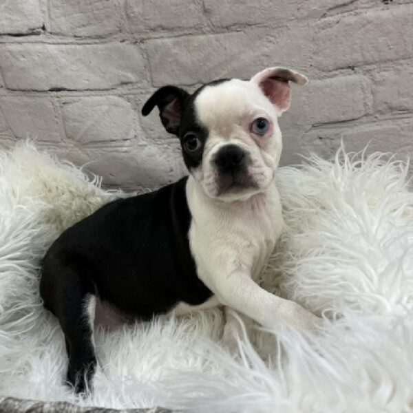 Boston Terrier-DOG-Female-Black and White-8560-Petland Monroeville, PA