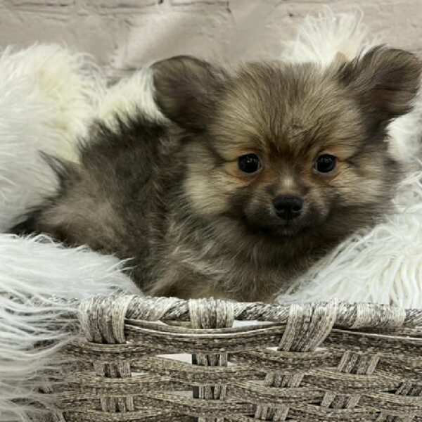 Pomeranian-DOG-Male-Cream Sable-8570-Petland Monroeville, PA