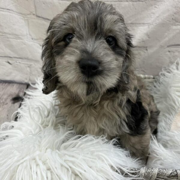 Miniature Goldendoodle-DOG-Female-Blue Merle-8571-Petland Monroeville, PA
