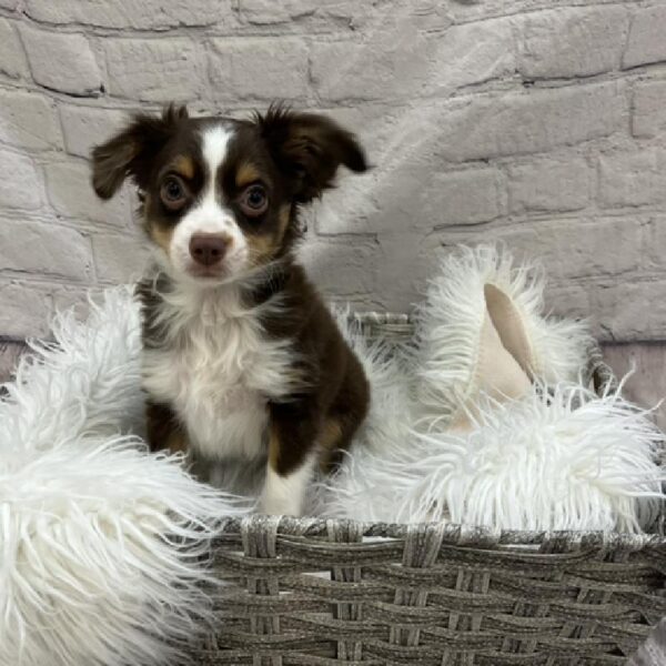Miniature Australian Shepherd-DOG-Male-Red Tan / White-8569-Petland Monroeville, PA