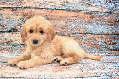 Mini Goldendoodle-DOG-Female-Golden-8591-Petland Monroeville, PA
