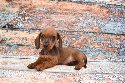 Dachshund-DOG-Male-Red-8593-Petland Monroeville, PA