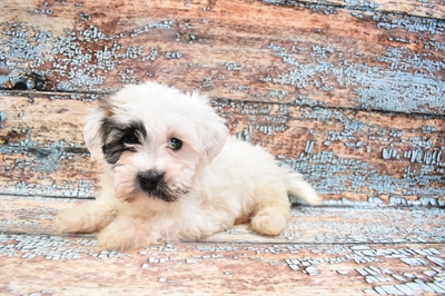 Havanese-DOG-Male-Gold Brindle-8595-Petland Monroeville, PA