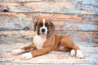 Boxer-DOG-Male-Fawn-8597-Petland Monroeville, PA