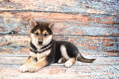 German Shepherd-DOG-Male-Black and Tan-8599-Petland Monroeville, PA