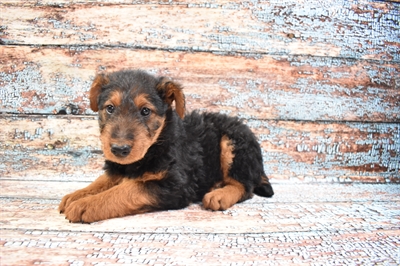 Airedale Terrier-DOG-Male-Black and Tan-8601-Petland Monroeville, PA