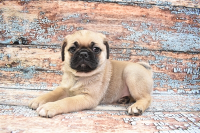 Puggle-DOG-Male-Fawn-8602-Petland Monroeville, PA