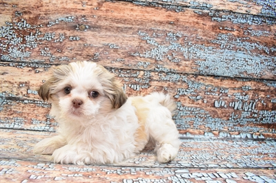 Shih Tzu-DOG-Female-Gold and White-8603-Petland Monroeville, PA
