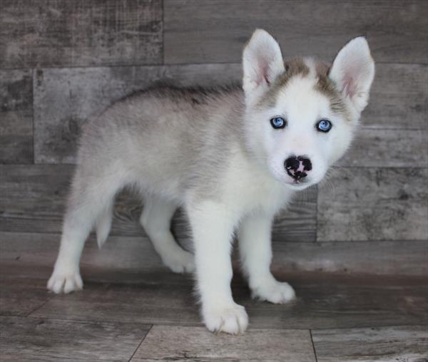 Siberian Husky-DOG-Male-Agouti / White-8604-Petland Monroeville, PA