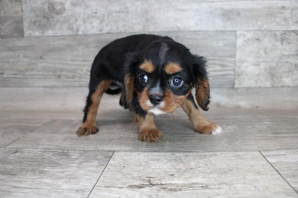 Cavalier King Charles Spaniel-DOG-Male-Black / Tan-8605-Petland Monroeville, PA